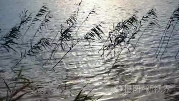 芦苇生长在湖视频
