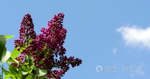 丁香花反对蓝蓝的天空