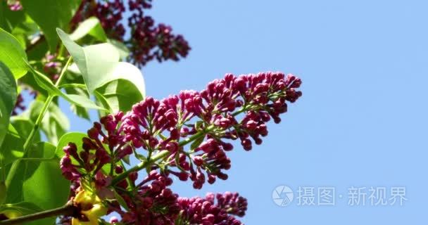 丁香花反对蓝蓝的天空