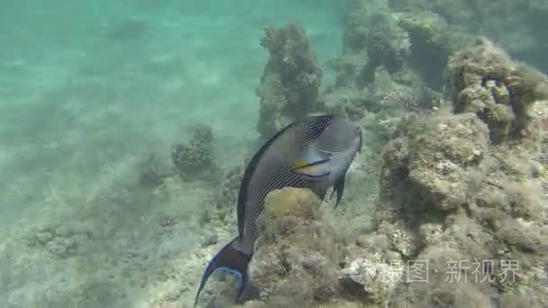 单刺尾鱼在礁视频