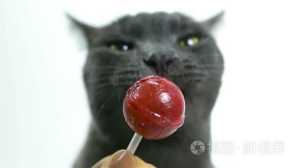 猫舔棒棒糖 甜食。白色背景上的滑稽灰色可爱猫咪