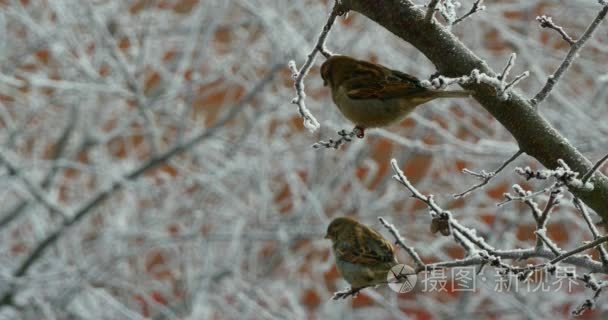 麻雀在树在冬天视频