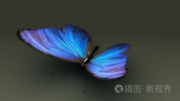 蓝色翅膀的蝴蝶昆虫视频