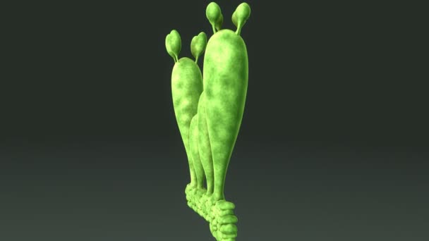 担孢子担子菌短视频