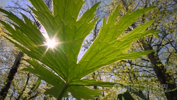 一缕阳光透过春叶的植物视频