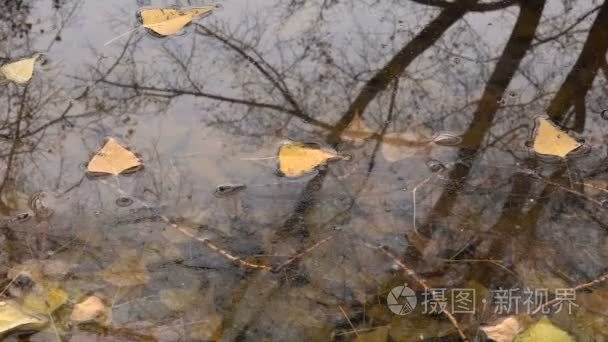 池塘里秋天黄色叶子反射的雨滴树