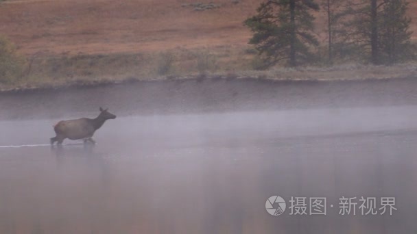 牛麋鹿过河视频