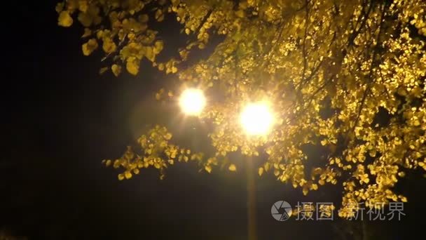 叶小夜灯的全景