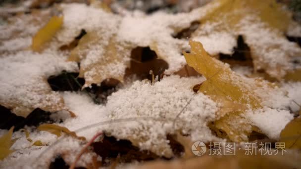 黄色的树叶加拿大枫叶在雪中视频