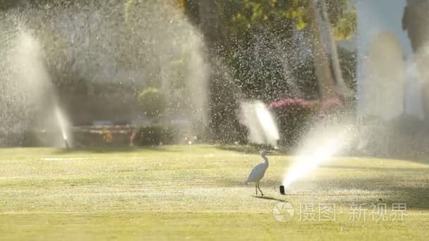 苍鹭和洒水车视频