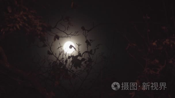 满月在晚上与出云视频