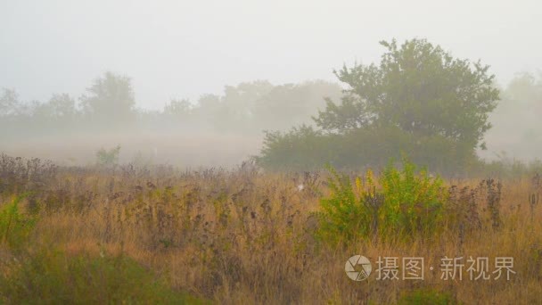 秋天多雾的早晨农村视频