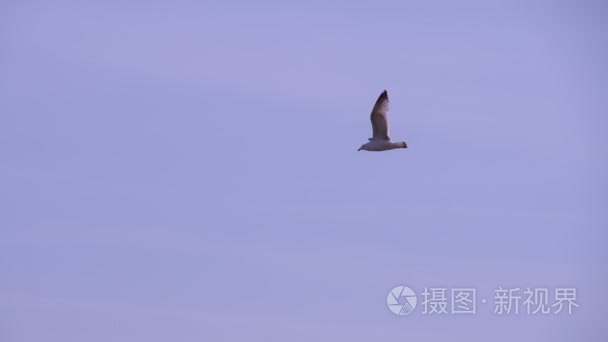 小鸟飞走在灰色的天空视频