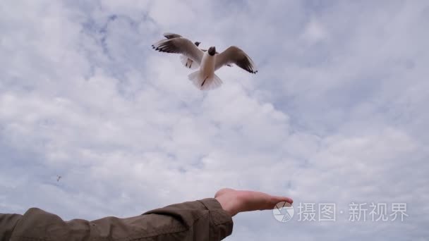 饥饿是比恐惧更强视频