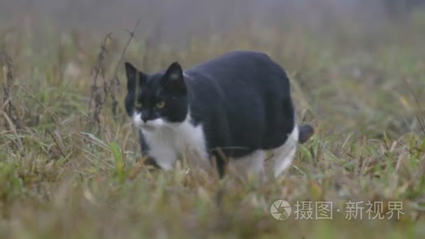 偷偷的野生猫科动物视频