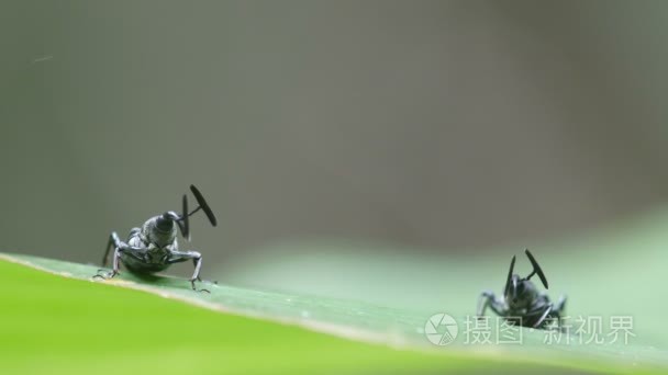 两个异国鼻虫对树的叶视频