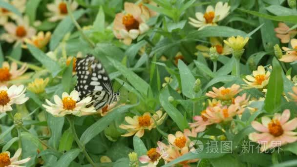 从花喝花蜜的燕尾蝶视频