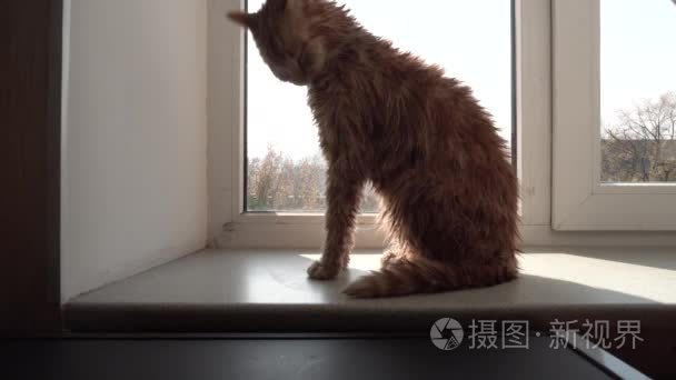 在窗台上湿厚红猫视频