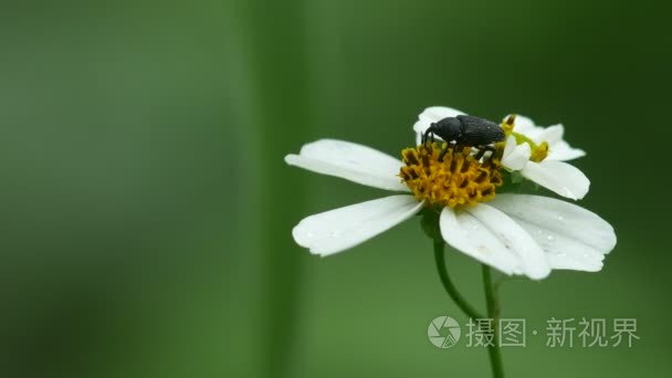 从花喝花蜜的鼻虫视频