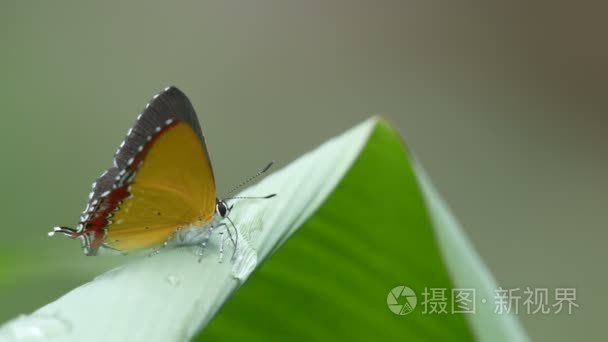 从露珠游丝翅蝴蝶喝水视频