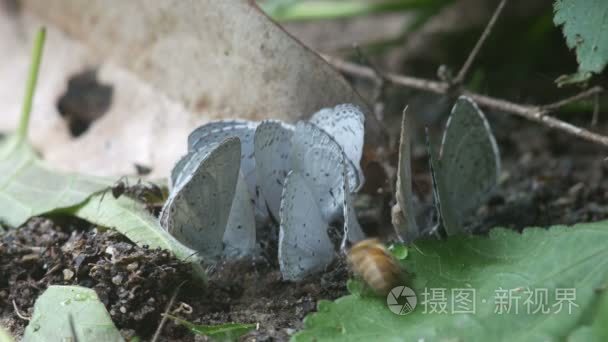 蝴蝶和蜜蜂从土壤饮用矿泉水视频