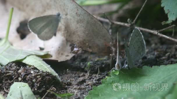 蝴蝶飞去舔矿物的土壤视频