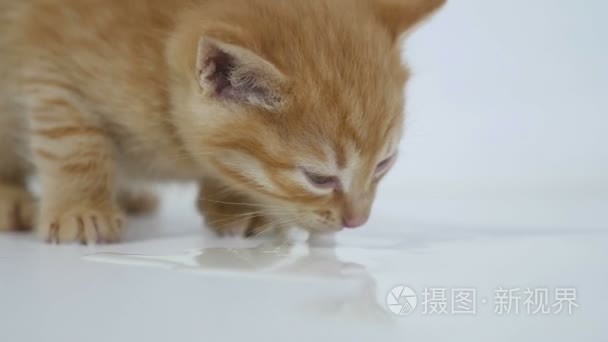 藏红花回家饿宠物小猫喝牛奶爱视频