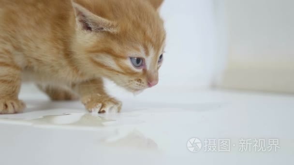 藏红花回家饿小猫喝牛奶宠物视频