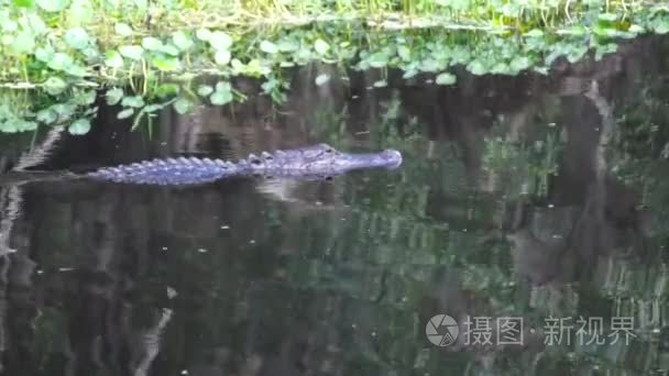 在这片沼泽鳄鱼视频