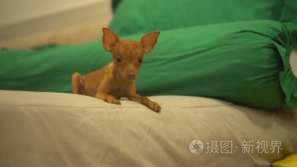 可爱的迷你杜宾犬小狗在床上视频
