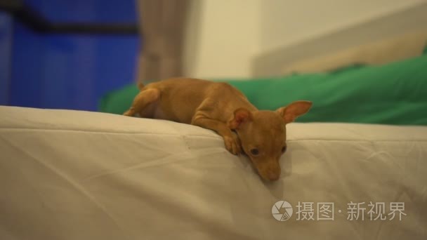 可爱的迷你杜宾犬小狗在床上视频