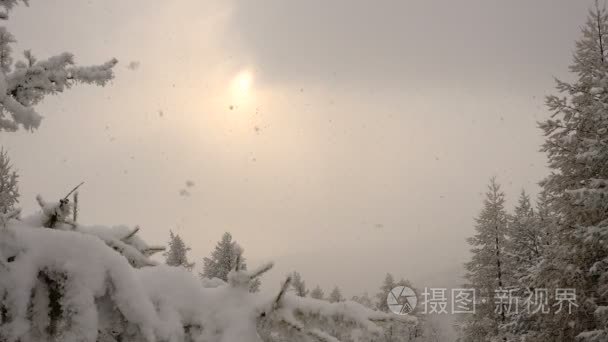 圣诞杉树白霜太阳在云层中的降雪