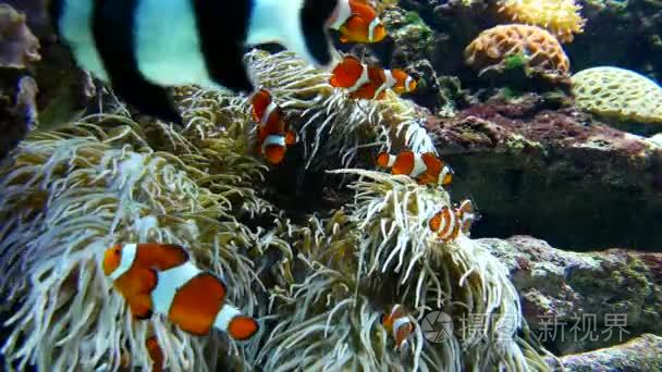 小丑鱼之间海葵温哥华水族馆里面玩