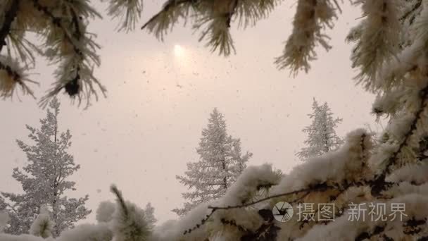 圣诞杉树白霜太阳在云层中的降雪