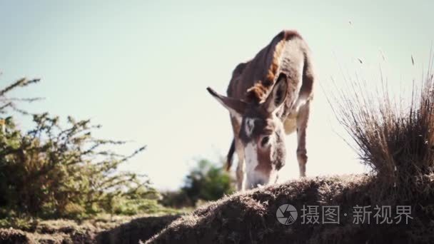 在干旱气候中吃草的驴视频