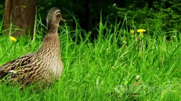 绿头野鸭绿草。绿头鸭或野鸭 （北京鸭） 是钻水鸭，属于亚科水禽家庭雁鸭