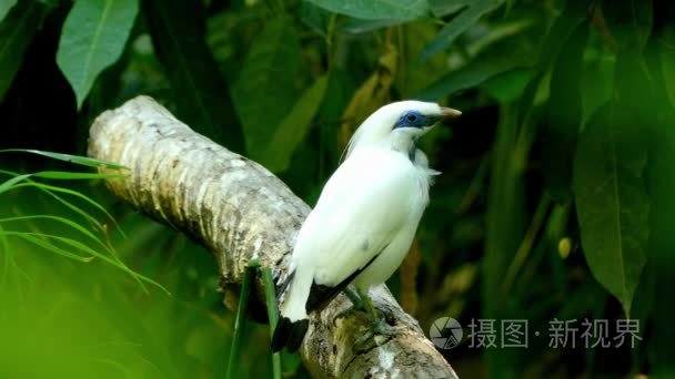 也称为罗斯柴尔德的八哥 巴厘岛八哥或巴厘岛八哥，当地称为 jalak 巴厘岛，巴厘岛八哥 Leucopsar 蚤，敦实的八