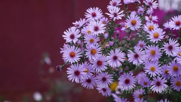 红色背景上的紫色的花自然布什视频
