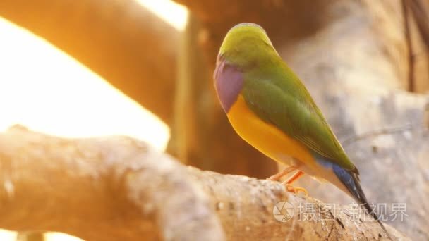 胡锦鸟 或 gouldiae，也称为的夫人胡锦雀 古尔德的雀科或彩虹雀科，是色彩缤纷的雀形目鸟类特有澳大利亚