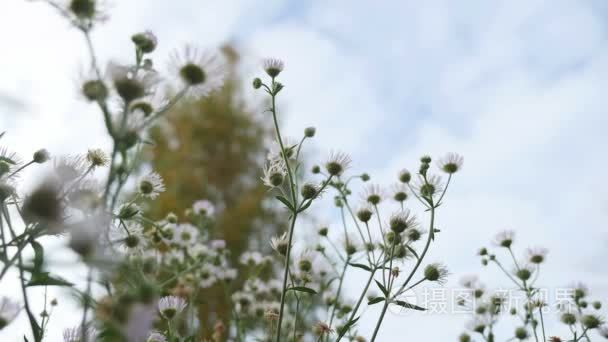 蓝蓝的天空自然景观为背景的白色野生花卉。视频