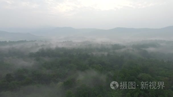 在早上航拍画面的森林上空飞翔视频