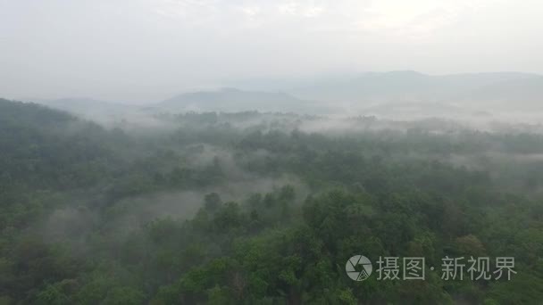 在早上航拍画面的森林上空飞翔视频