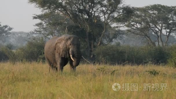 野生的非洲大象视频