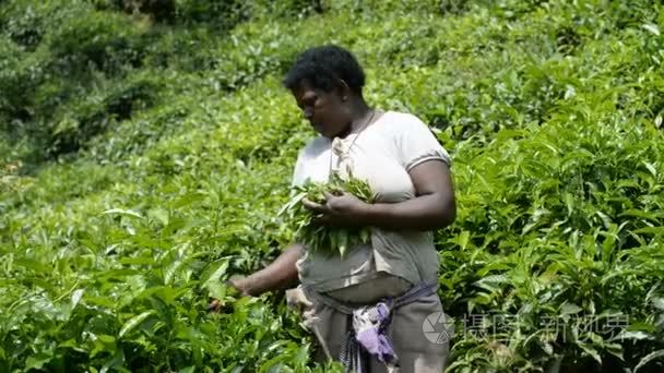 在乌干达的茶叶种植园工人视频