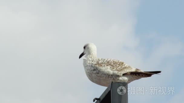 海鸥的地方和飞向天空视频