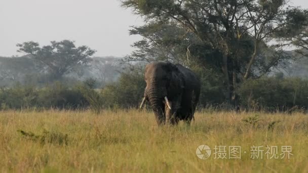 野生的非洲大象视频