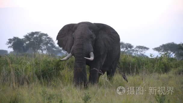 野生的非洲大象视频