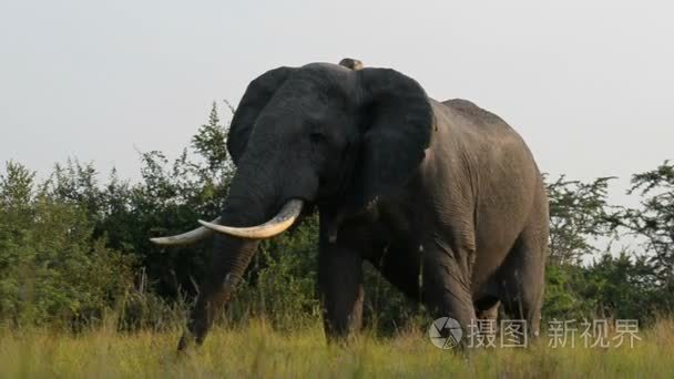 野生的非洲大象视频