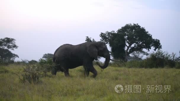 野生的非洲大象视频