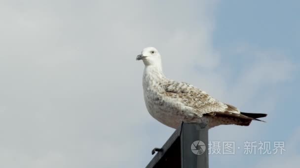 海鸥的地方和飞向天空视频